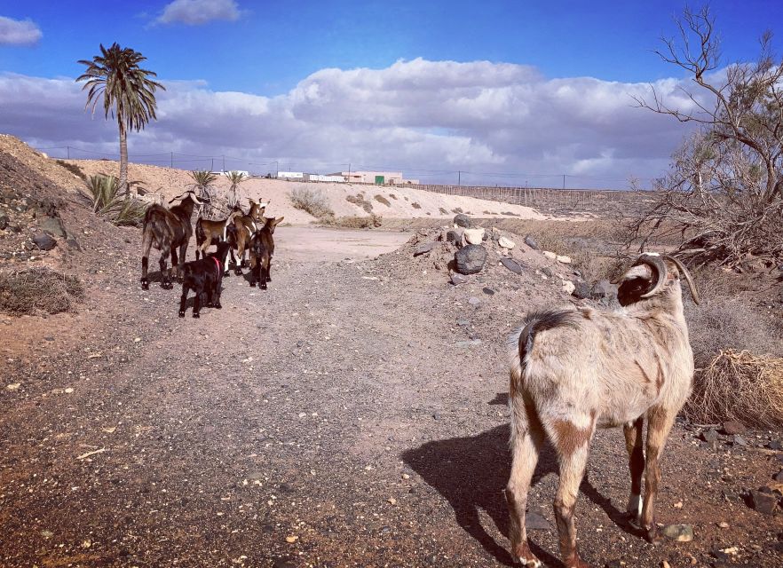 Fuerteventura: Guided Trekking Tour with Island Goats - Panoramic desert views: what to look for during the hike