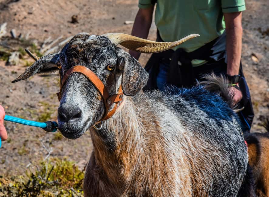 Fuerteventura: Guided Trekking Tour with Island Goats - Lunch snack: goat cheese and tomatoes in a hut setting