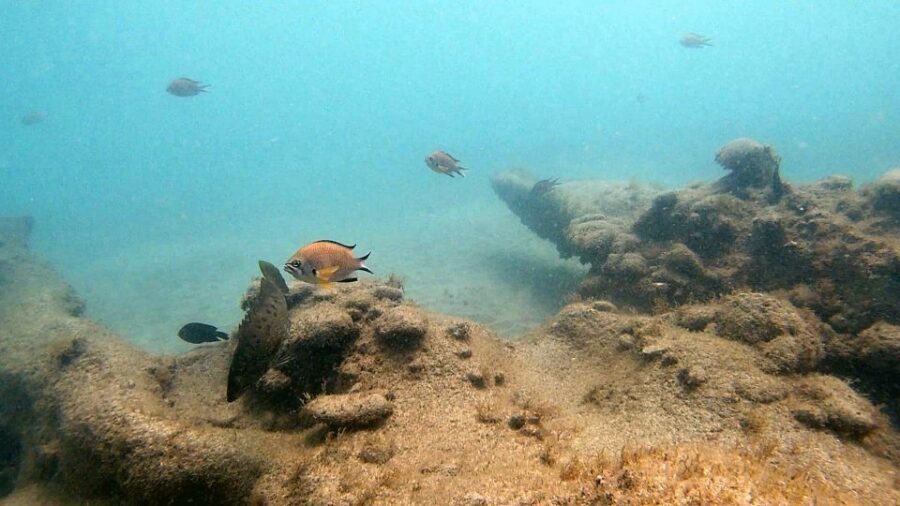 Fuerteventura: Introduction to Scuba Diving - What you might see in the water: fish, volcanic rock, and stingray-level highlights