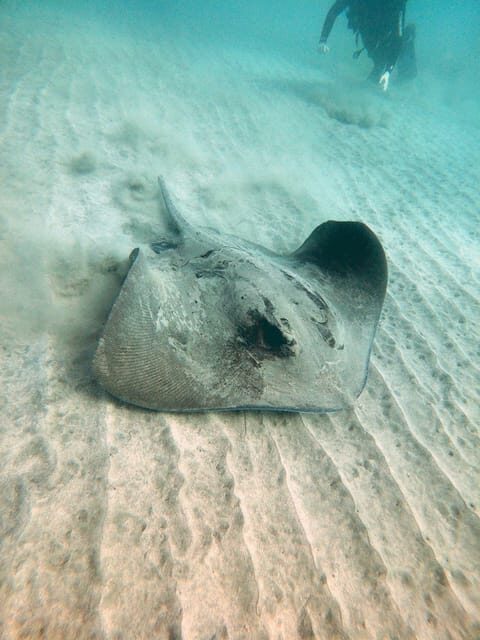 Fuerteventura: Introduction to Scuba Diving - Who this intro scuba session is best for (and who should skip it)