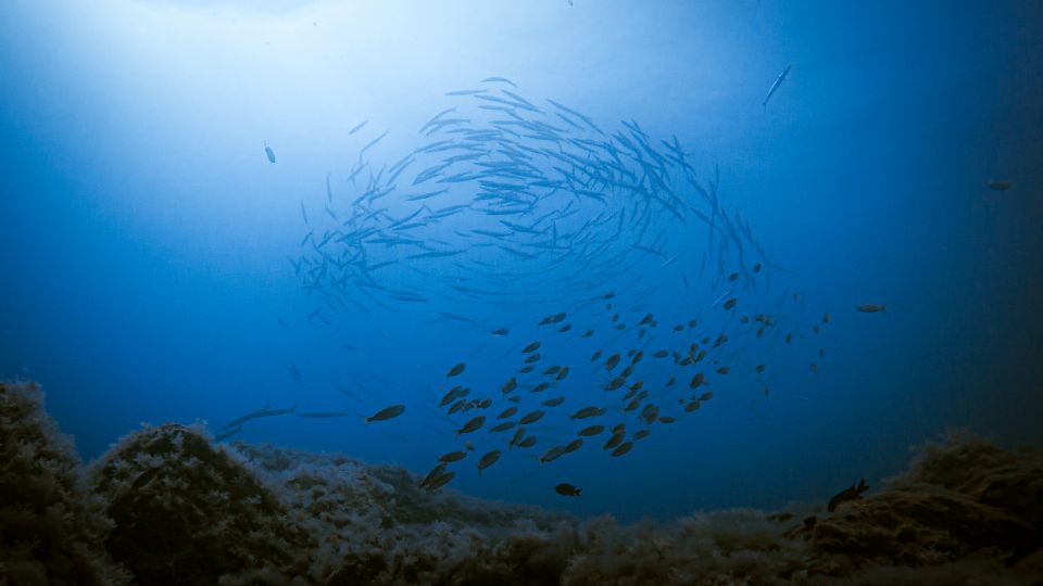 Fuerteventura: Introductory Dive in La Lajita with Pickup - Key things that make this experience work