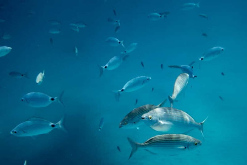 Fuerteventura: Lobos Island Catamaran Cruise with Lunch - Who this trip suits best (and who should skip it)