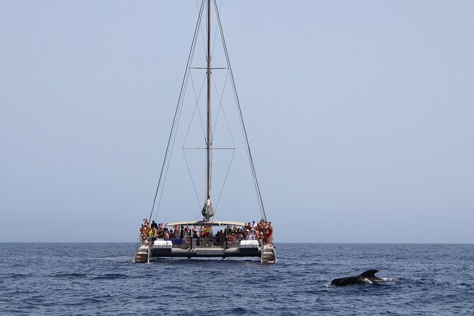 Fuerteventura: Magic Select Catamaran Trip with Food & Drinks - From open water to quiet coves: the swim stop after the animal hunt