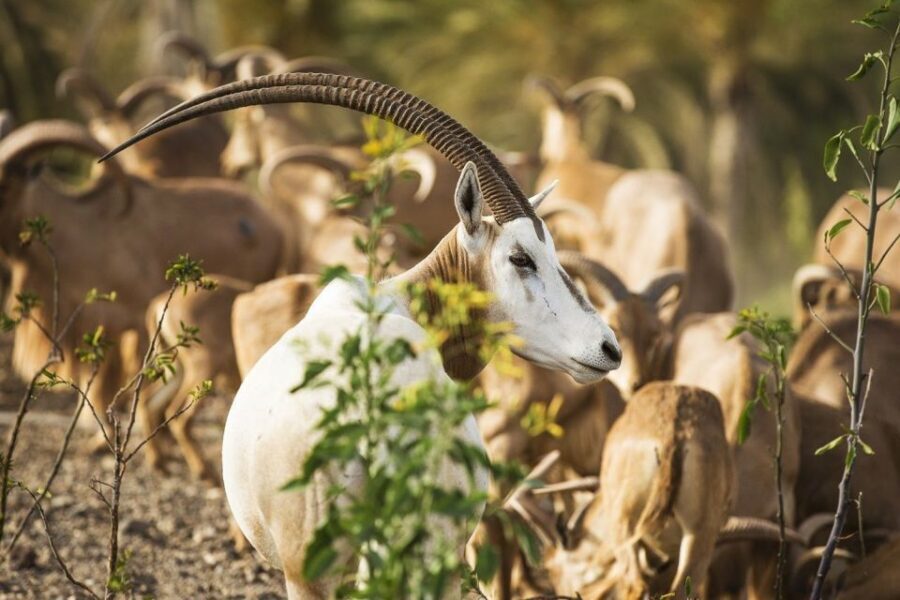 Fuerteventura: Oasis Wildlife Entry Ticket - Who should book Oasis Wildlife Fuerteventura?
