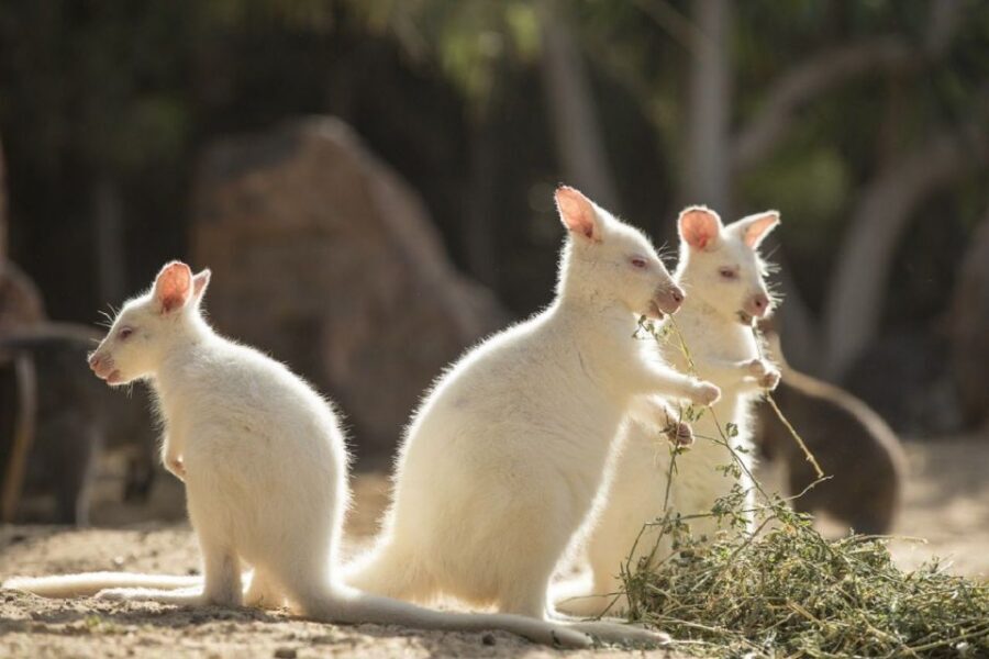 Fuerteventura: Oasis Wildlife Entry Ticket - Price and value: is $47 fair for a full day of animals?