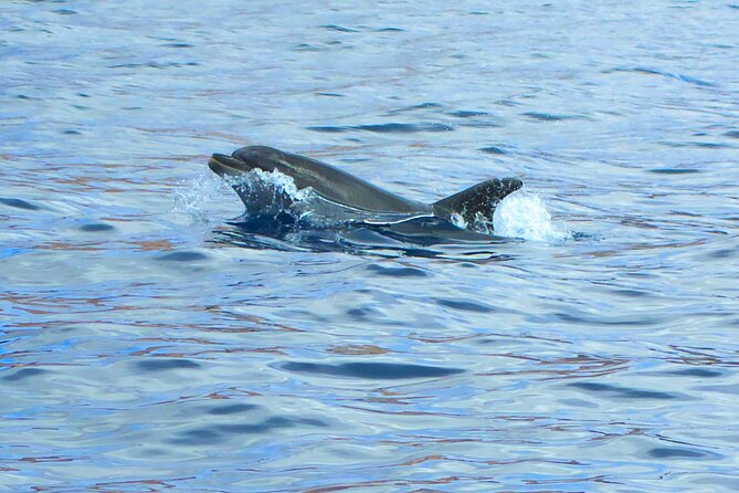 Fuerteventura Sailing Trip from Morro Jable - Marine life odds: dolphins, whales, turtles, and how to stay respectful
