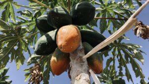 Fuerteventura: Tapas and Local Life Guided Tour - Pickup points, van timing, and what to expect in the real day plan