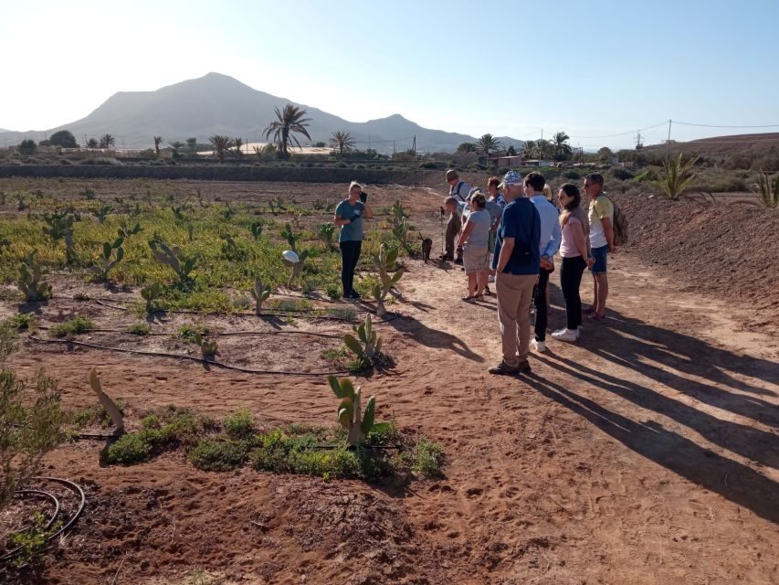 Fuerteventura: Tapas and Local Life Guided Tour - Cactus fruit, mojo sauces, and the live cooking moment