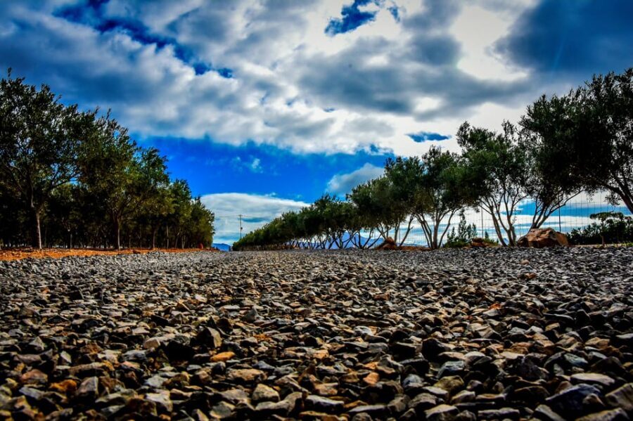 Fuerteventura: Tapas and Local Life Guided Tour - Olive tree farm education and extra virgin tastings (including seasonal constraints)