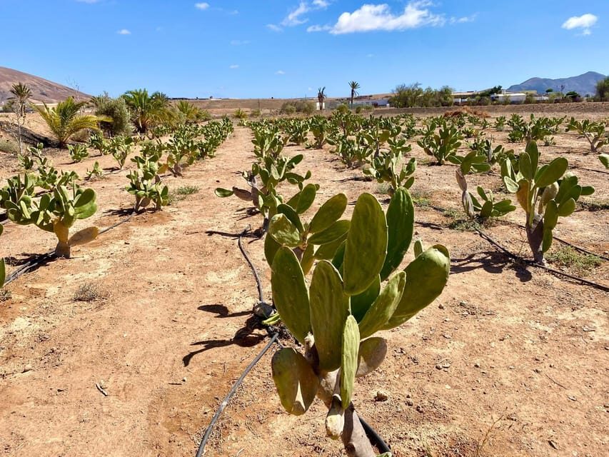 Fuerteventura: Tapas and Local Life Guided Tour - Majorero goat cheese, red wine, and why awards matter