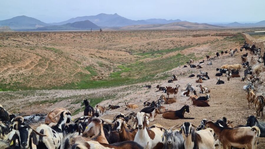 Fuerteventura: Tapas and Local Life Guided Tour - FAQ