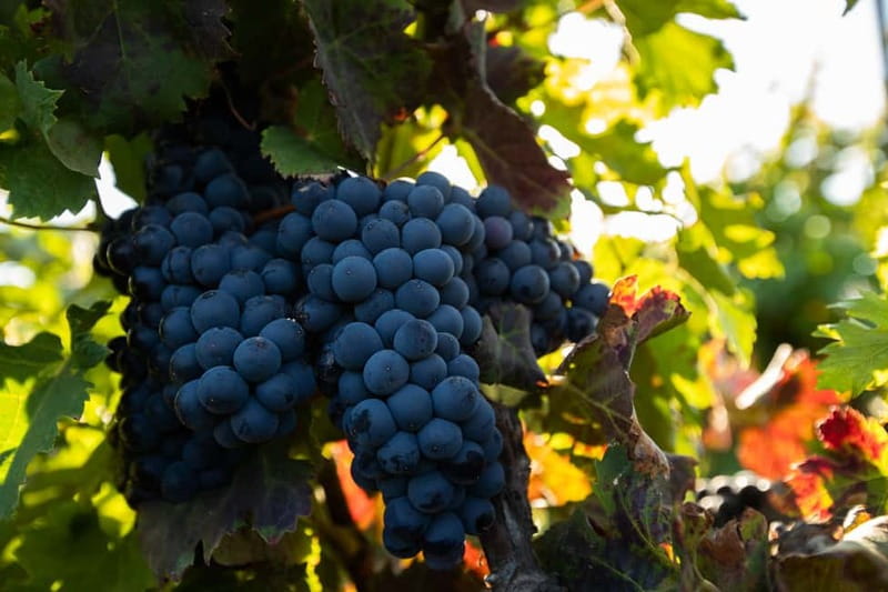 Fuerteventura: Tour & tasting at Conatvs Winery - Key highlights not to miss