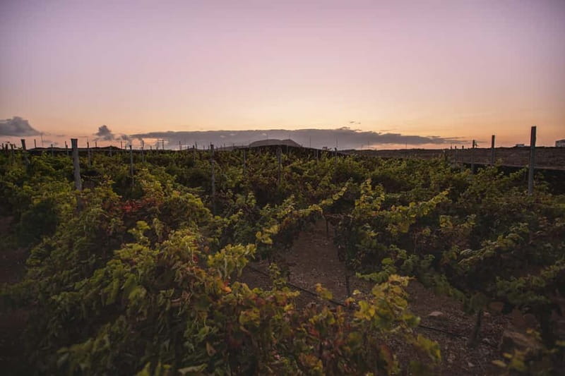 Fuerteventura: Tour & tasting at Conatvs Winery - Bodega Conatvs: why this vineyard visit feels so local