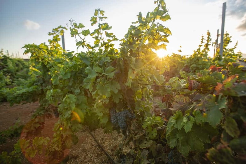 Fuerteventura: Tour & tasting at Conatvs Winery - Timing and logistics that matter (without turning into a headache)