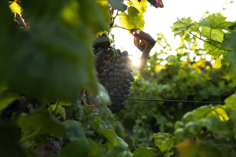 Fuerteventura: Tour & tasting at Conatvs Winery - The 1-hour plan: what happens from start to finish