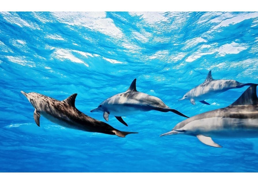 Fuerteventura: Whale & Dolphin Watching Boat Tour with Guide - The catamaran route: why this cruise feels special