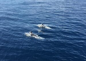 Fuerteventura: Whale & Dolphin Watching Boat Tour with Guide - What you can realistically spot: dolphins, turtles, and the whale lottery
