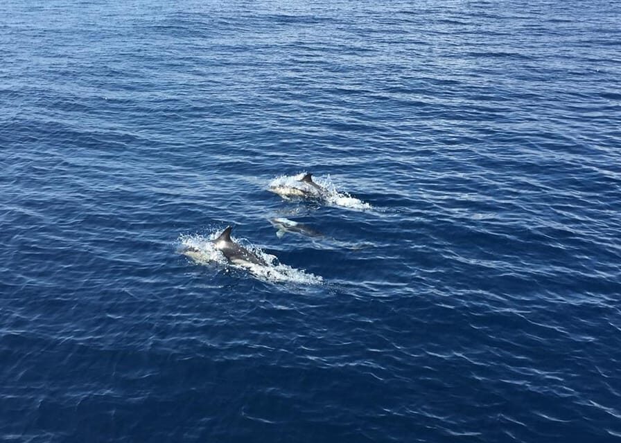 Fuerteventura: Whale & Dolphin Watching Boat Tour with Guide - What you can realistically spot: dolphins, turtles, and the whale lottery