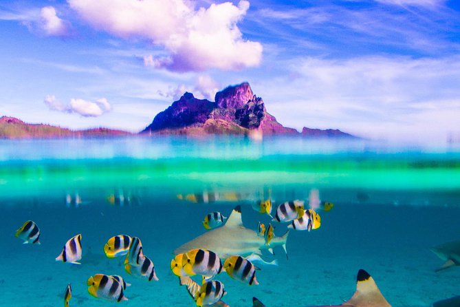Full-Day Bora Bora Lagoon Cruise Including Snorkeling with Sharks and Stingrays - Key highlights worth the time