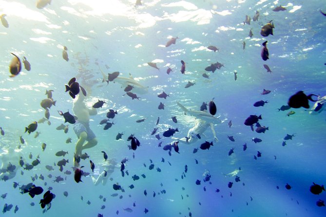Full-Day Bora Bora Lagoon Cruise Including Snorkeling with Sharks and Stingrays - First step into the lagoon: how the guided snorkeling actually works