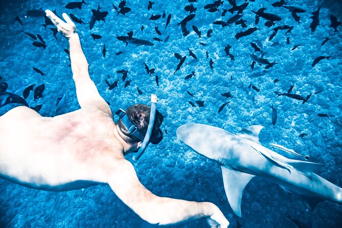 Full-Day Bora Bora Lagoon Cruise Including Snorkeling with Sharks and Stingrays - Safety, wildlife etiquette, and comfort in choppy lagoon conditions