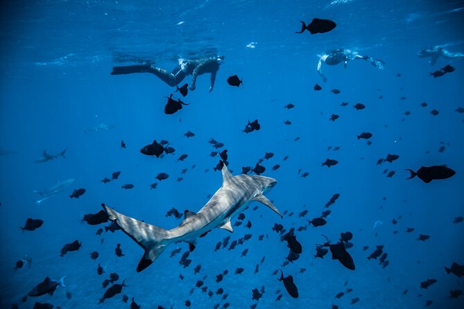 Full-Day Bora Bora Lagoon Cruise Including Snorkeling with Sharks and Stingrays - Value check: does the $158.76 price make sense for what you get?