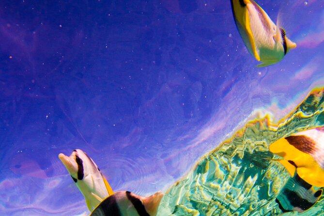 Full-Day Bora Bora Lagoon Cruise Including Snorkeling with Sharks and Stingrays - Should you book this Bora Bora lagoon cruise?