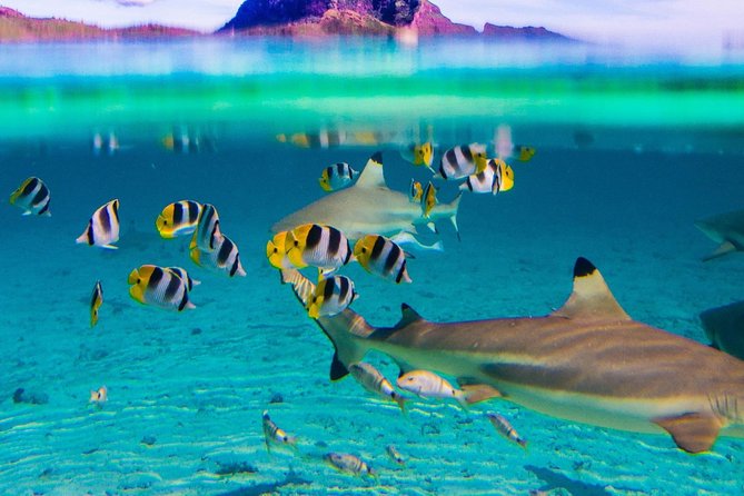 Full-Day Bora Bora Lagoon Cruise Including Snorkeling with Sharks and Stingrays - Stop by stop: stingrays, manta rays, reef sharks, and the Coral Gardens