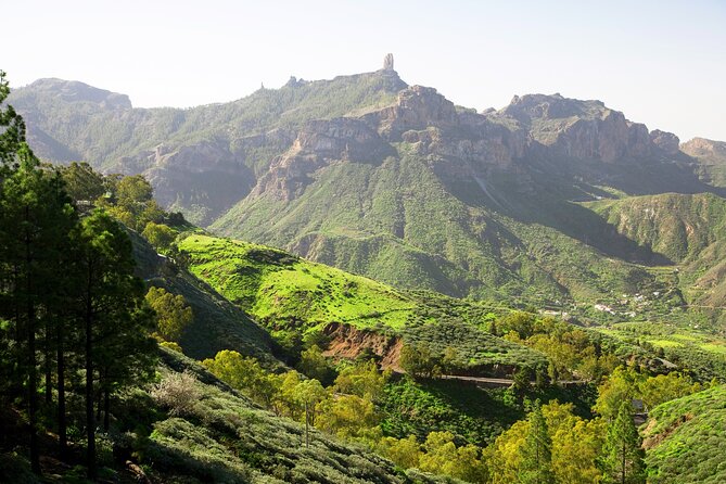 Full-Day Gran Canaria Tour with Teror, Tejeda and Lunch in Fataga - Aloe Vera Plantation Visit: Medicinal Stories and Skin Care Traditions