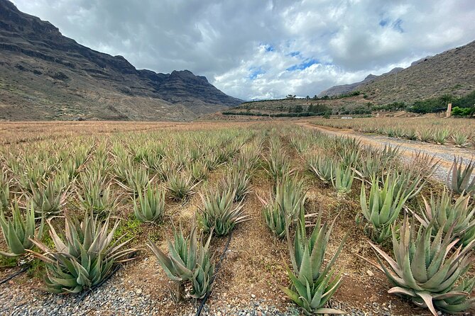 Full-Day Gran Canaria Tour with Teror, Tejeda and Lunch in Fataga - Tejeda: Classic Mountain Village Views in About 20 Minutes