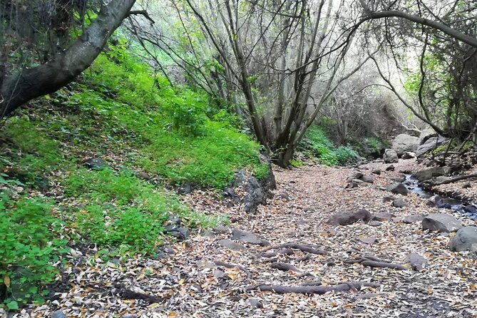 Full day Hiking and Waterfalls Experience - Why This Gran Canaria Hiking Route Feels Like a Real Island Adventure