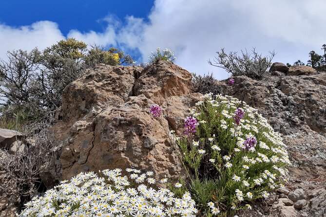 Full day Hiking Gran Canaria Peaks of Gran Canaria - Lunch timing and the “bring a snack” strategy