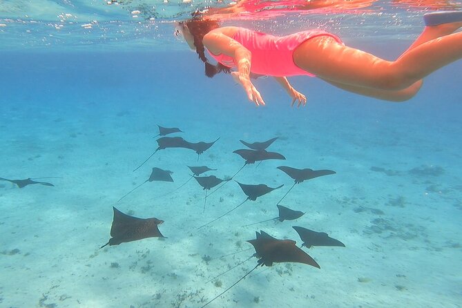 Full-day Lagoon Safari Tour with Lunch in Bora Bora - Shared tour - Key things I’d circle before you go