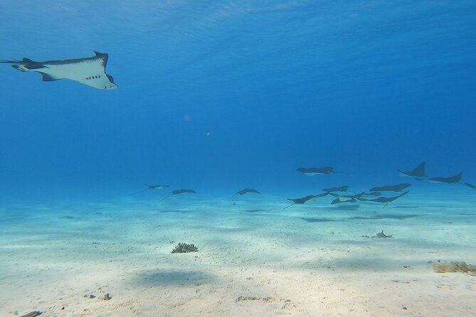 Full-day Lagoon Safari Tour with Lunch in Bora Bora - Shared tour - The feel of Rohivai Tours: small boat, local pace