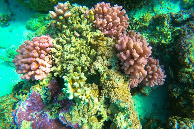 Full-day Lagoon Safari Tour with Lunch in Bora Bora - Shared tour - Price and what you truly get for $205.58