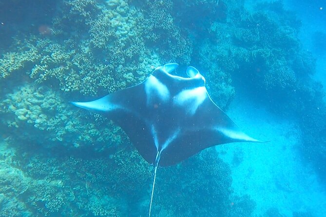 Full-day Lagoon Safari Tour with Lunch in Bora Bora - Shared tour - Should you book this tour or skip it?