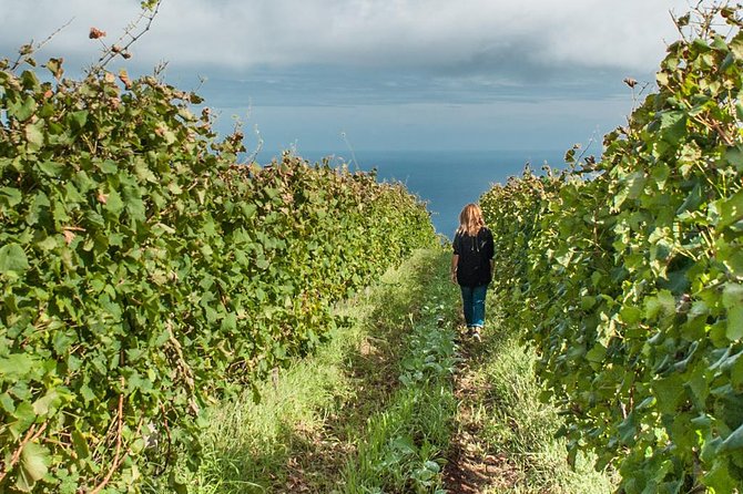 Full-Day Madeira Wine Tasting Tour with Lunch - How the 8-Hour Route Feels in Real Life
