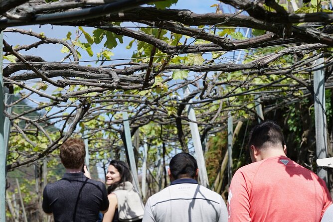 Full-Day Madeira Wine Tasting Tour with Lunch - Funchal for a Capital Reset: Harbor Views and Easy Culture