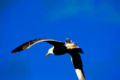 Full Day Ponta de São Lourenço - Natural Reserve - The 6 km trail: easy-moderate, with a 100 m reality check