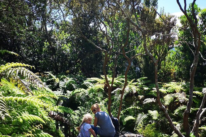 Full-Day Private Tour of Faial - Parque do Capelo: trails, trees, and a picnic lunch break that actually feels good