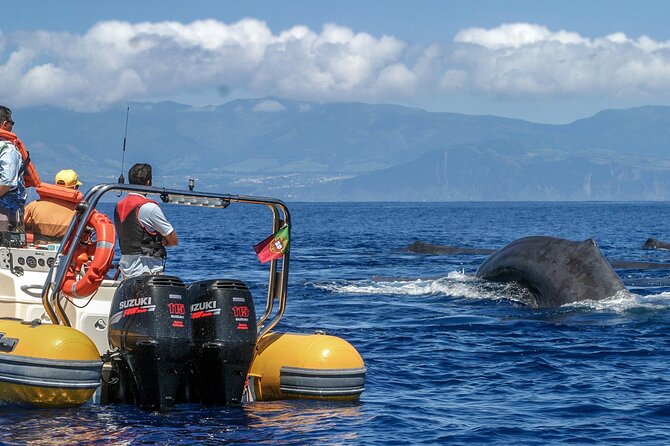 Full-Day Whales & The Princess Ring Islet (incl. Lunch) - Vila Franca do Campo: a smart base for whale watching
