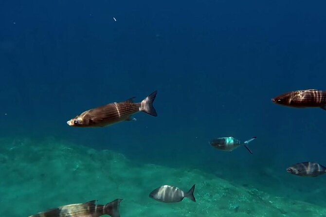 Full-Day Whales & The Princess Ring Islet (incl. Lunch) - Princess Ring time: snorkeling, swimming, and crater views
