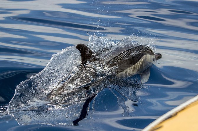 Full-Day Whales & The Princess Ring Islet (incl. Lunch) - Your morning starts at 8:30 with cetacean talk and safety