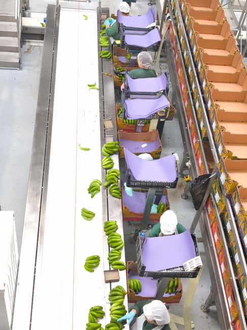 Funchal Agriculture Green Tour - GESBA banana business: how bananas go from selection to packing