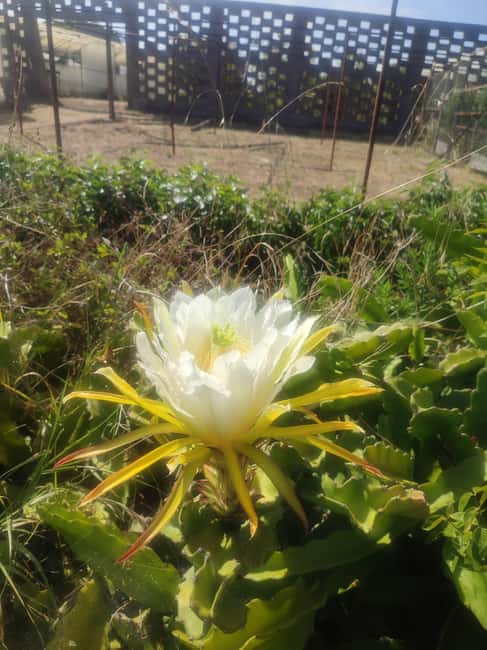 Funchal Agriculture Green Tour - Lunch in rural Madeira: a cozy house meal with drinks and dessert