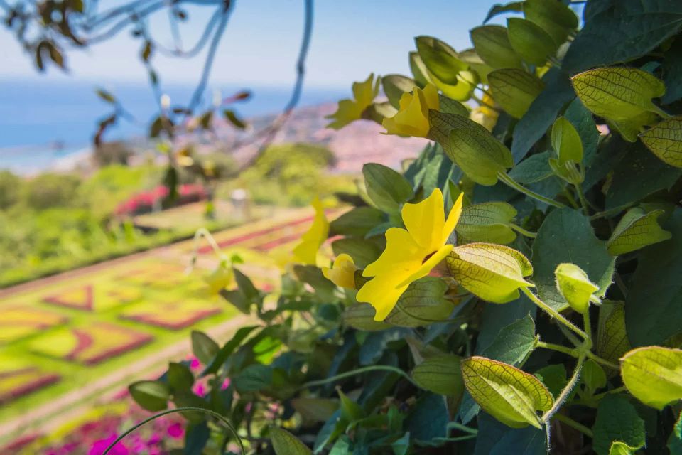 Funchal: Botanical Garden and Old Town Private Tuk-Tuk Tour - Should you book this tour?