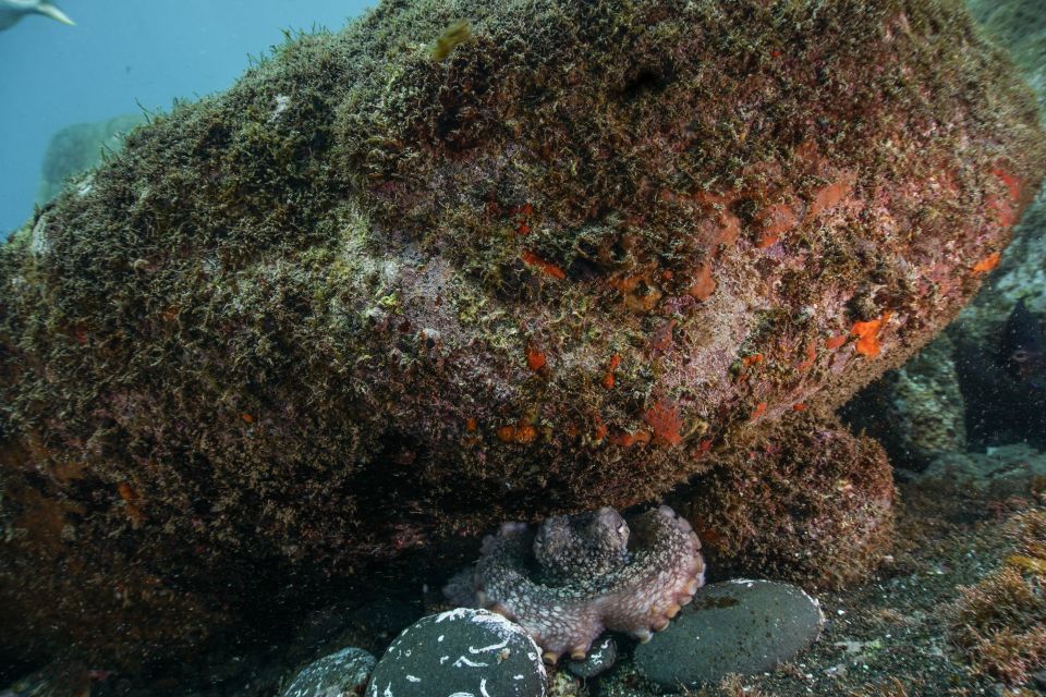 Funchal: Certified Scuba Diving, Guided Tour - Key points worth knowing