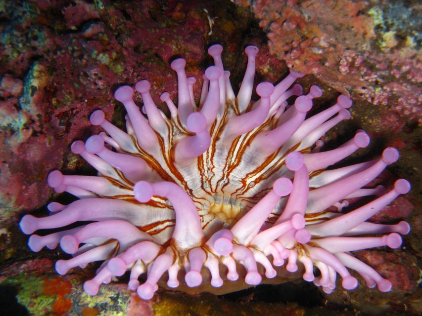 Funchal: Certified Scuba Diving, Guided Tour - Price and real value at about $33 per person