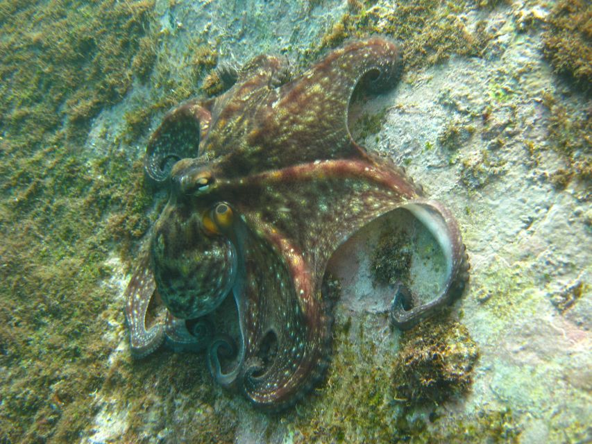 Funchal: Certified Scuba Diving, Guided Tour - Your guided session: relaxed entry, structured looking, skill refresh