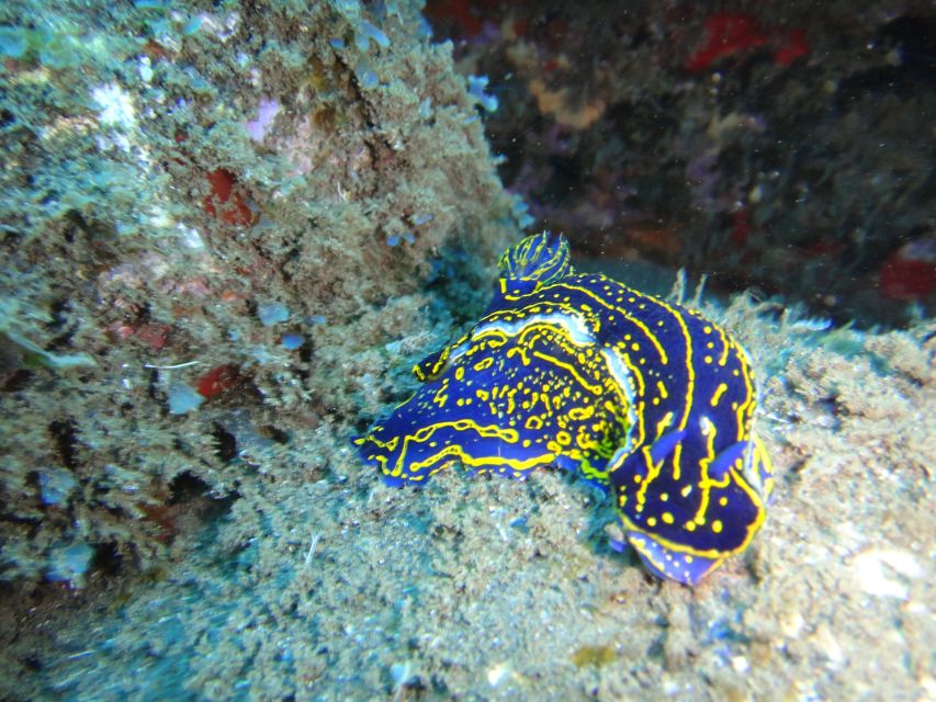 Funchal: Certified Scuba Diving, Guided Tour - What you’ll likely see in Eco Park Funchal
